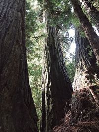 Low angle view of trees in forest