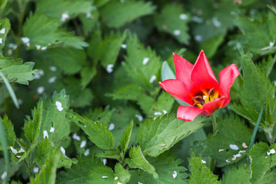 Close-up of red flower blooming outdoors