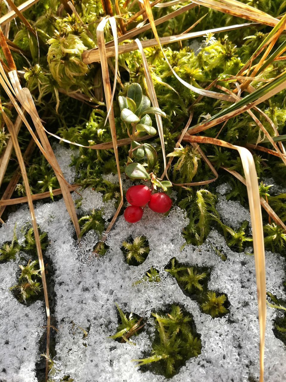 HIGH ANGLE VIEW OF RED BERRIES ON PLANTS