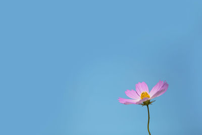 Close-up of pink cosmos flower against clear blue sky