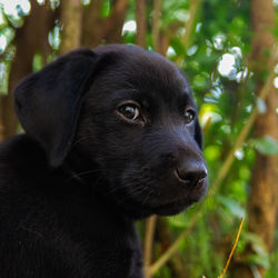 Close-up of dog looking away