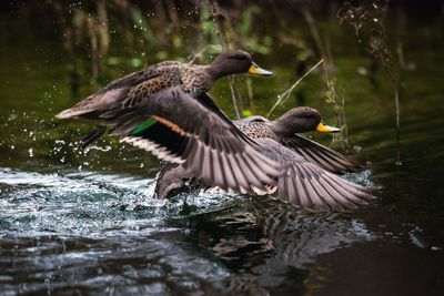 Ducks in a lake