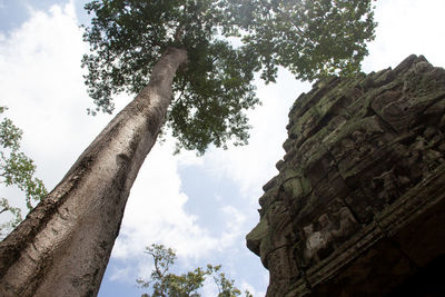 Low angle view of tree against sky