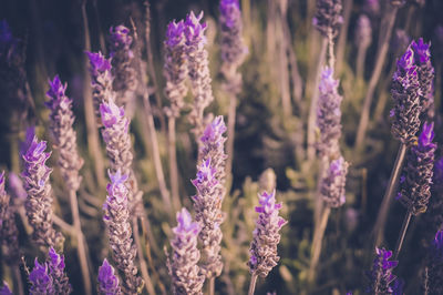 Close-up of lavender flowers