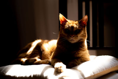 Cat sitting on sofa at home