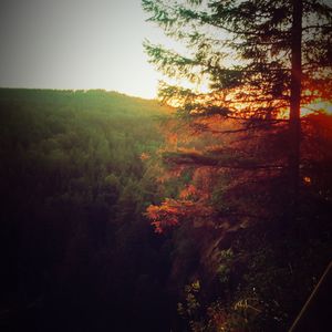 Trees in forest against sky