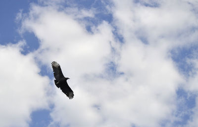 Low angle view of eagle flying in sky