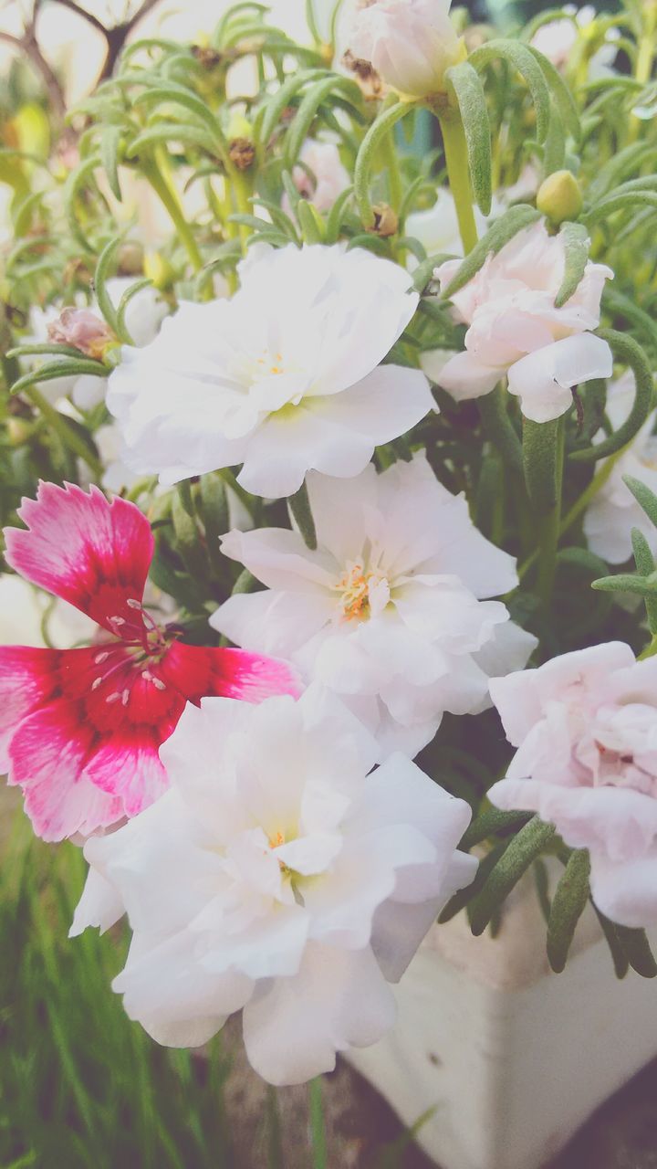 flower, freshness, petal, fragility, flower head, beauty in nature, growth, pink color, close-up, nature, blooming, white color, plant, focus on foreground, in bloom, blossom, bunch of flowers, leaf, no people, day