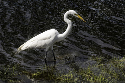 Side view of bird in lake