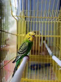 Close-up of parrot in cage