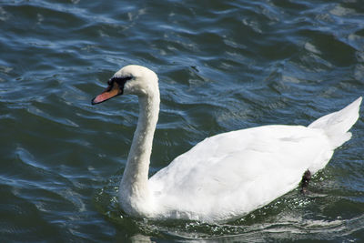 Swan swimming in lake