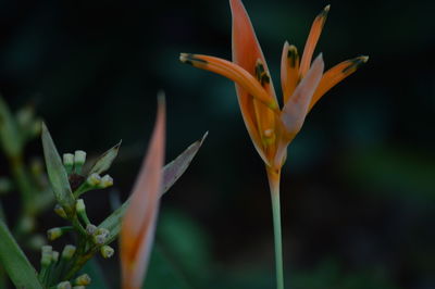 Close-up of day lily blooming outdoors