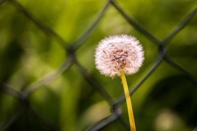 Close-up of dandelion flower