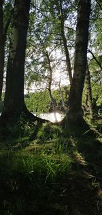 Trees in forest