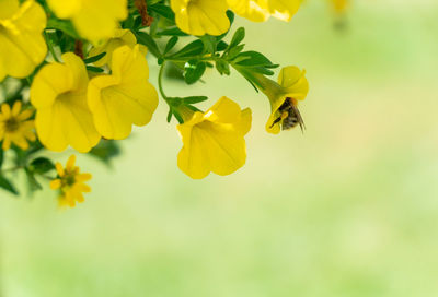 Close-up of bee pollinating on yellow flower