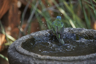 Close-up of water splashing in fountain