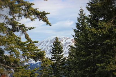 Low angle view of trees and snowcapped mountains against sky