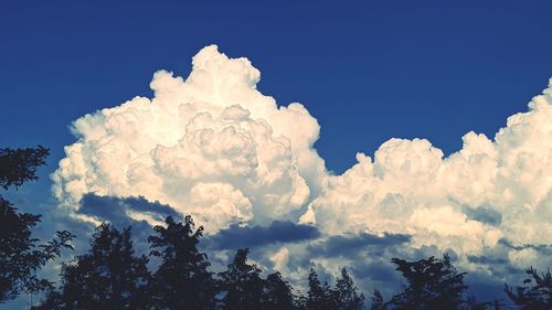 Low angle view of trees against blue sky