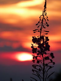 Close-up of silhouette plant against romantic sky at sunset
