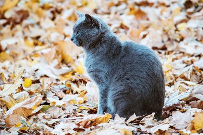 View of a cat on field during autumn