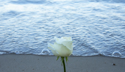 Close-up of white rose on plant