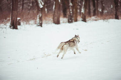 Dog running on snow covered land