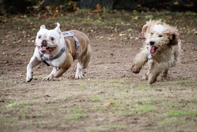 Dogs running on field