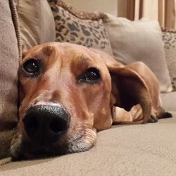 Close-up portrait of a dog