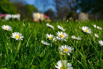 Close-up of flowers blooming on field