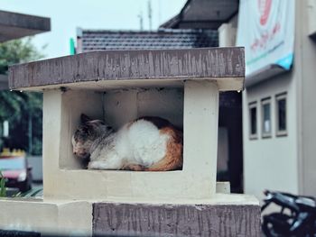 Cat sleeping outside building