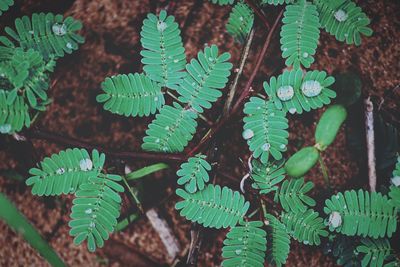 High angle view of green leaves on plant