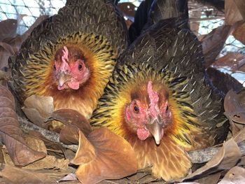 Close-up of birds in nest