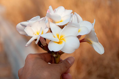 Close-up of hand holding white flowering plant
