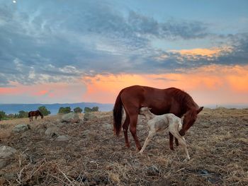 View of horse grazing on field during sunset