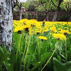 Yellow flowers blooming in park