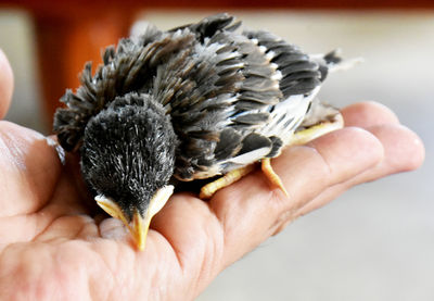 Close-up of hand holding small bird