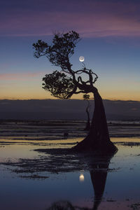 Silhouette tree by sea against sky during sunset