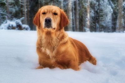 Portrait of dog on snow