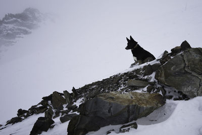 Dog sitting on rock during winter