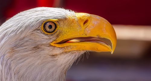 Close-up of a bird looking away