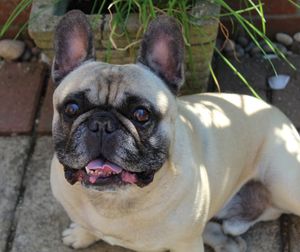 Close-up portrait of a dog