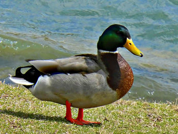 Bird swimming in water