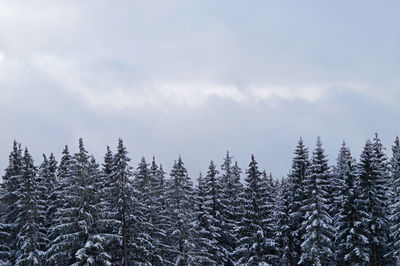 Pine trees against sky during winter