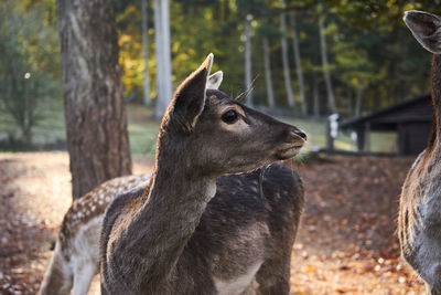 Close-up of a horse on field