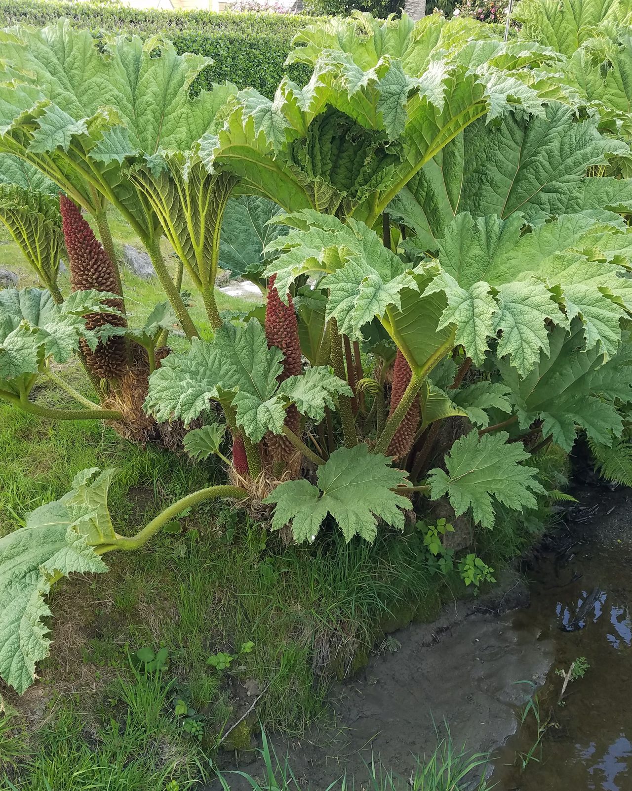 Beautiful strange plant