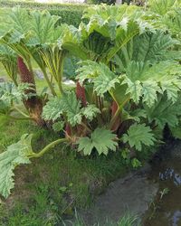 High angle view of plant growing on field