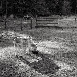 View of horse on field