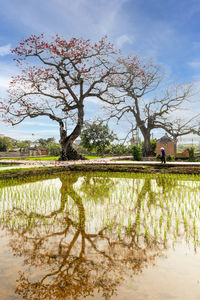 Scenic view of field by lake against sky