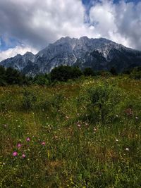 Scenic view of grassy field against sky