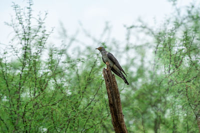 Low angle view of bird perching on branch against sky